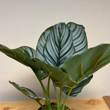 Load image into Gallery viewer, Artificial Calathea in pot 35 x 25cm
