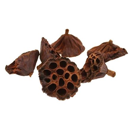 Medium Lotus Heads 6-8cm