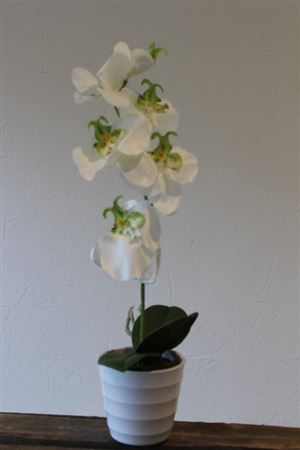 Orchid In White Pot 27cm