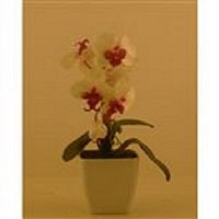 Pink Orchid in White Pot - 38cm