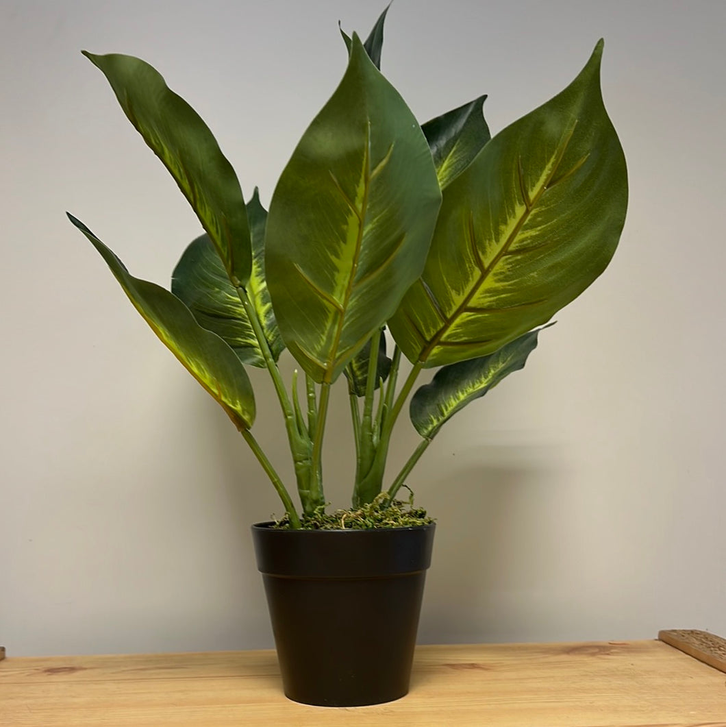 Artificial Dieffenbachia in pot 35 x 25cm