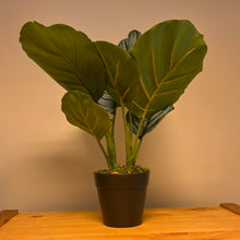 Load image into Gallery viewer, Artificial Calathea in pot 35 x 25cm
