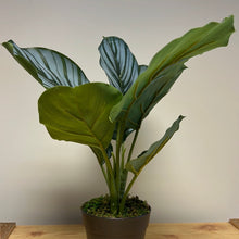 Load image into Gallery viewer, Artificial Calathea in pot 35 x 25cm
